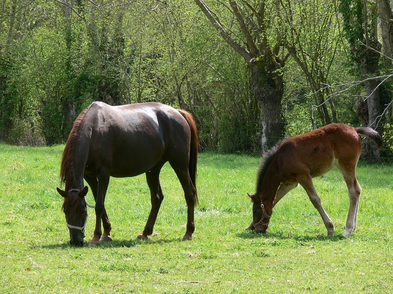 Mont Saint Michel 2010 - 121.jpg